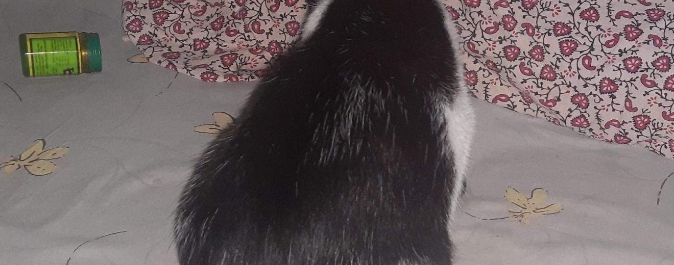 remove cat pee smell