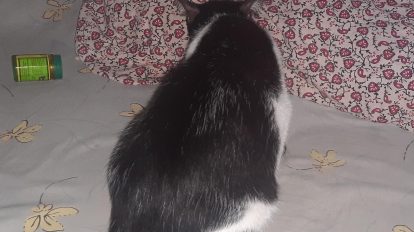 remove cat pee smell