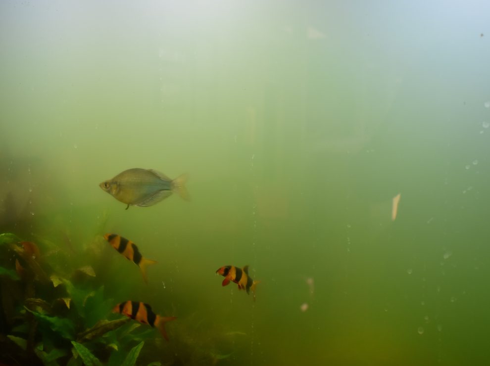 How to Reduce Nitrates in Aquarium by Controlling Sources
