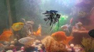 is it cruel to keep fish in tank