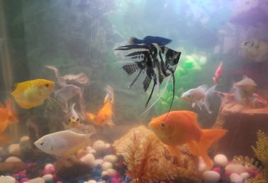 is it cruel to keep fish in tank