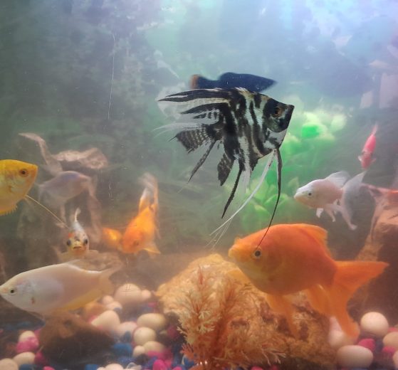 is it cruel to keep fish in tank
