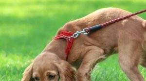 why is my dog walking slow wiht head down