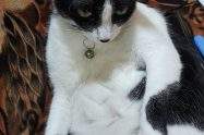 can cats tail fall off