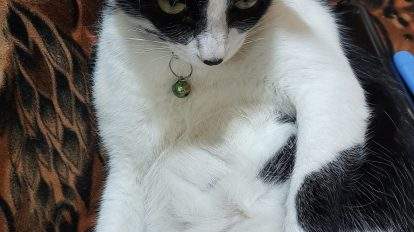 can cats tail fall off