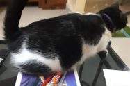why do cats raise tail when you pet them