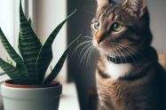 are snake plants toxic to cats