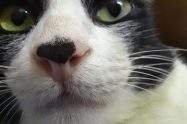 can you cut cat whiskers