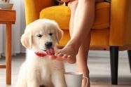 why is my dog licking my feet