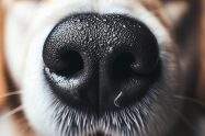 why are dog's noses wet