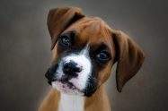 are Boxer Dogs dangerous