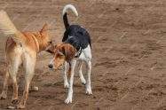 why do dogs sniff each others butts
