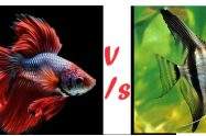 can bettta fish live with angelfish