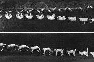 righting reflex in cat