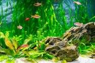 how to clean algae from aquarium