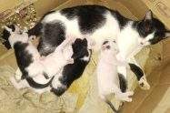 do cats et kittens
