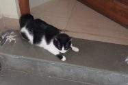 cat guarding door
