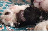 cat paws cleaning