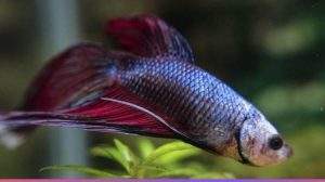 swim bladder dish