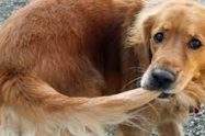 dog chasing tail