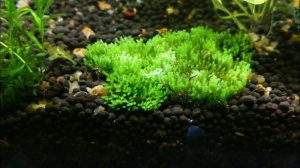 lower pH in aquarium