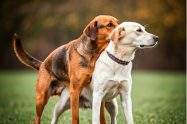 dogs get stuck when mating