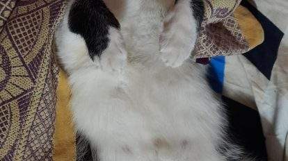 are male cats more affectionate than female cats