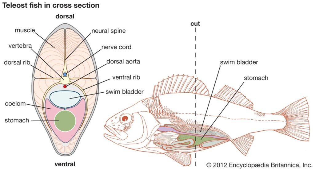 swim bladder in fish