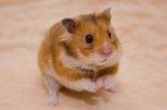 is hamster a good pet