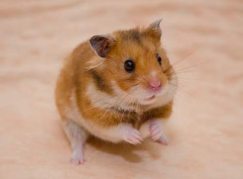 is hamster a good pet
