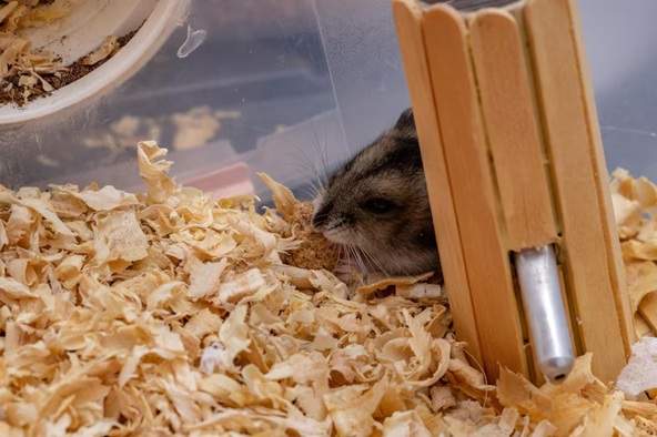 Is hamster good for home