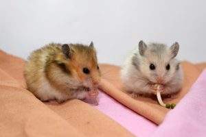 Hamsters eat their babies