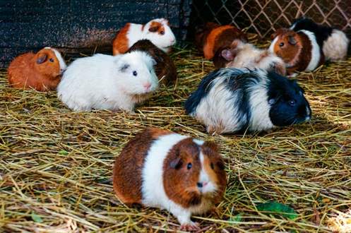 hamsters
