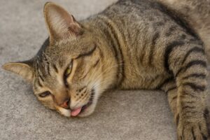 pet care in summer