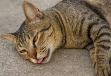pet care in summer