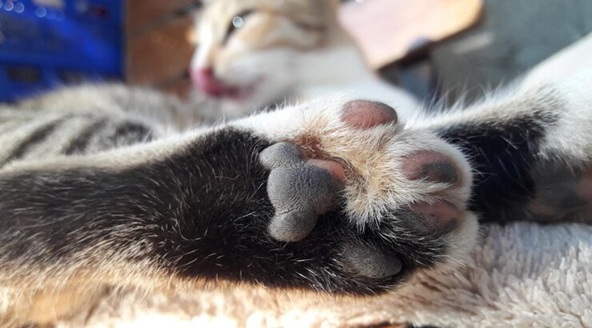 summer care for pets 