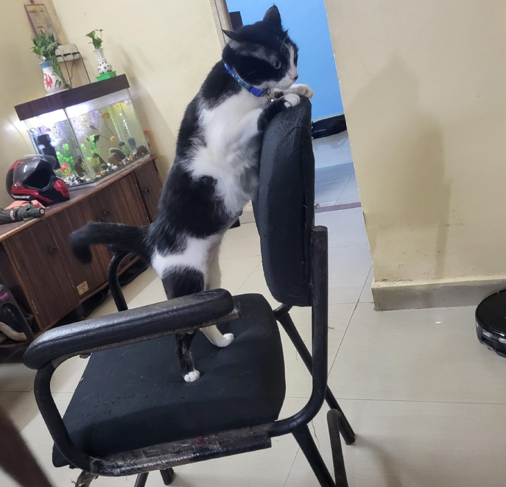 Cat scratches furniture 