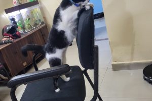 Cat scratches furniture