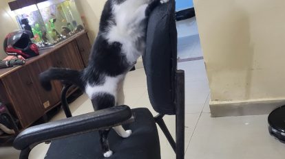 Cat scratches furniture