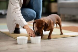 pet food myths