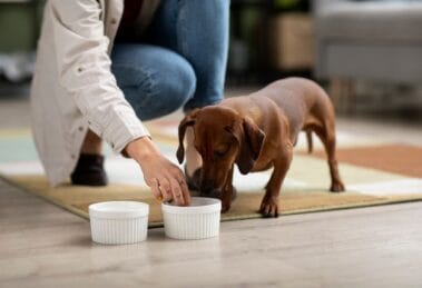 pet food myths
