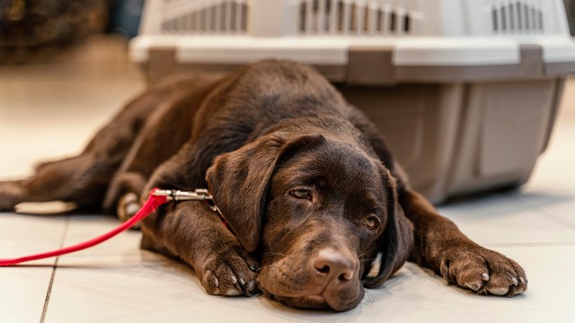 dog after toxic elements 
