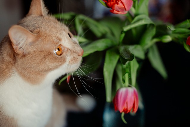 cat with toxic plant