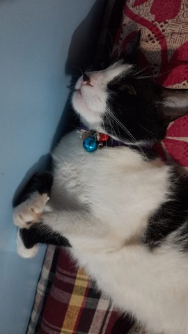 what do cats dream
