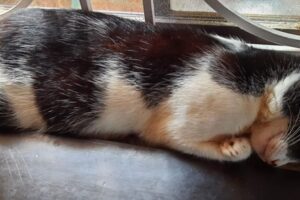 how do cats dream
