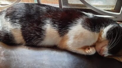 how do cats dream