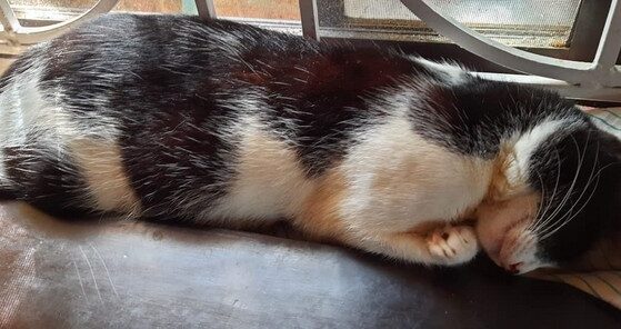 how do cats dream