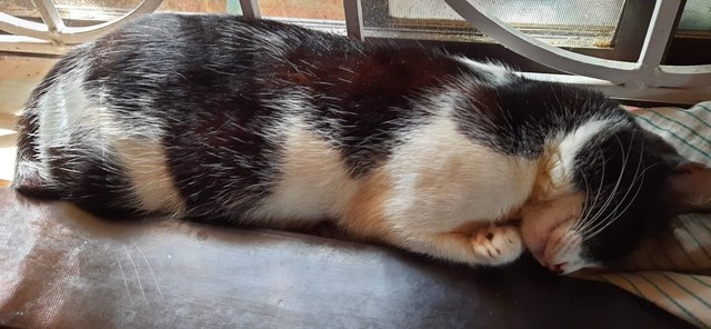 how do cats dream