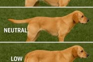 dog tail positions