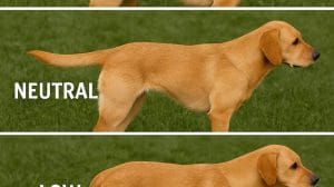 dog tail positions